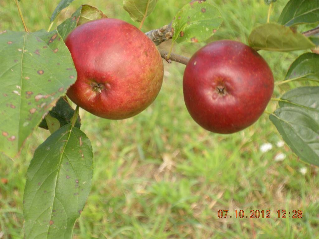 Finca Portizuelo Luarca Kültér fotó